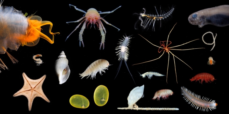 Длиннее кита. Ученые обнаружили на дне океана самое длинное животное планеты (ФОТО, ВИДЕО)