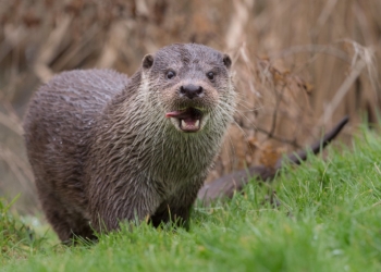 Расплодившиеся выдры в Британии браконьерствуют на садовых прудах с золотыми рыбками