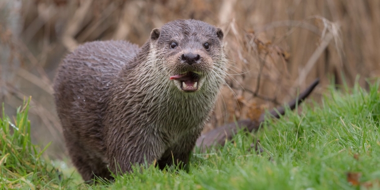 Расплодившиеся выдры в Британии браконьерствуют на садовых прудах с золотыми рыбками