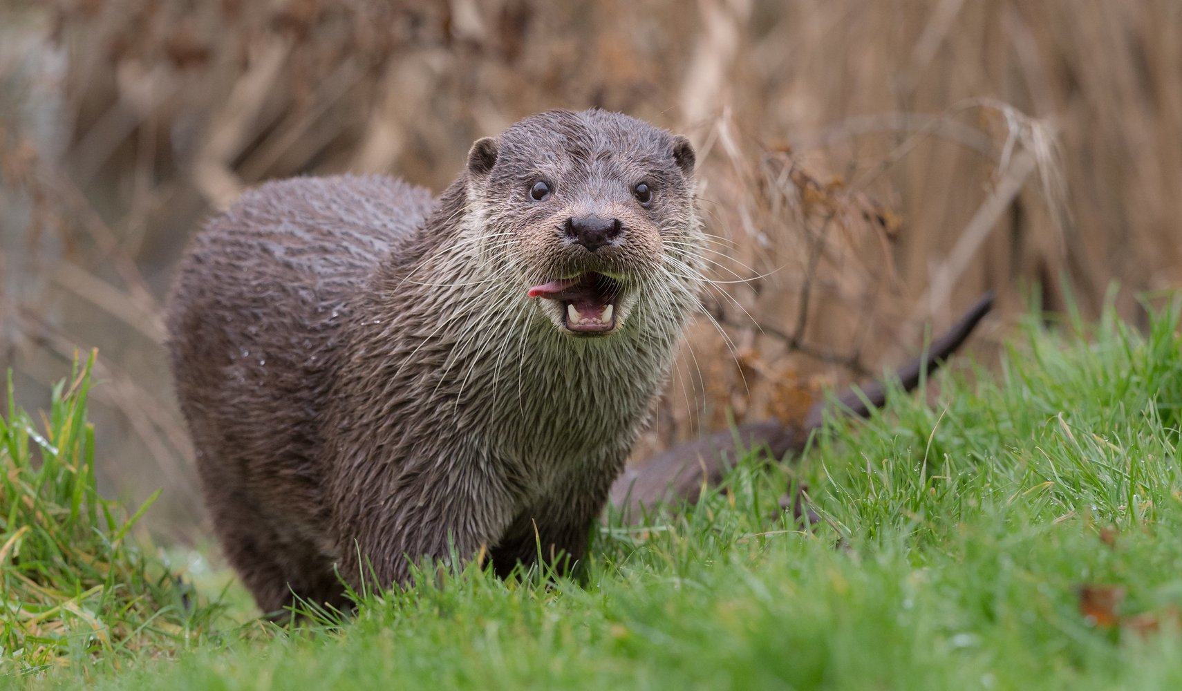 Расплодившиеся выдры в Британии браконьерствуют на садовых прудах с золотыми рыбками