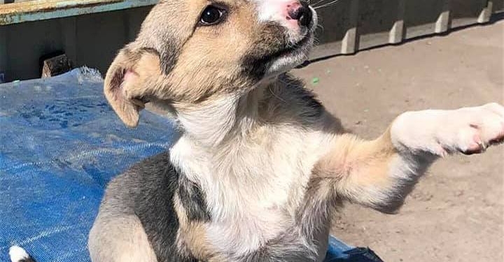 Николаевцы, сейчас – самое время дать дом собаке или щенку с КП «Центр защиты животных» (ФОТО)