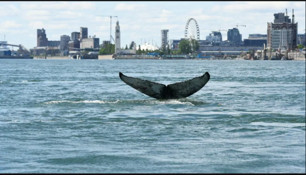 Горбатый кит заплыл в центр канадского Монреаля (ВИДЕО) 1