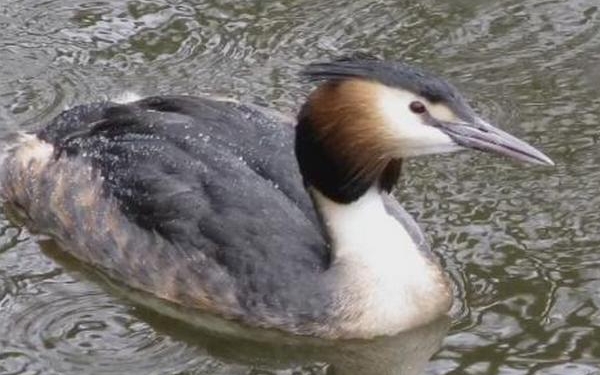 Николаевский рыбоохранный патруль вызволил из браконьерских сетей чомгу (ВИДЕО)