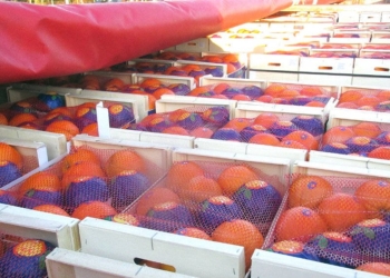 Заблудились: белорусские водители случайно завезли 20 тонн испанских апельсинов в Россию под видом торфа