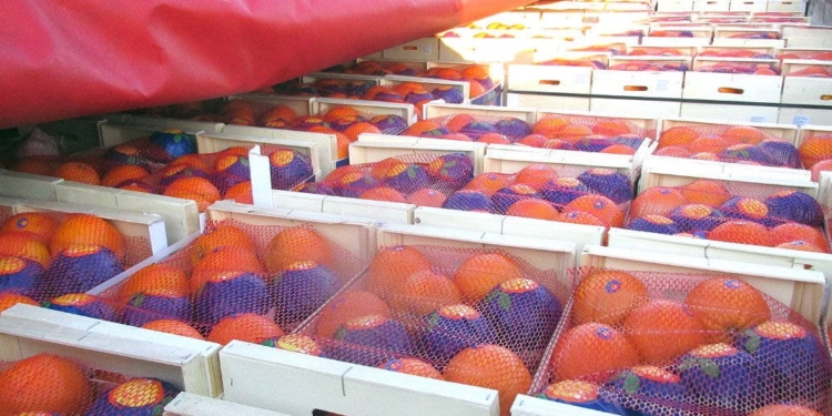 Заблудились: белорусские водители случайно завезли 20 тонн испанских апельсинов в Россию под видом торфа