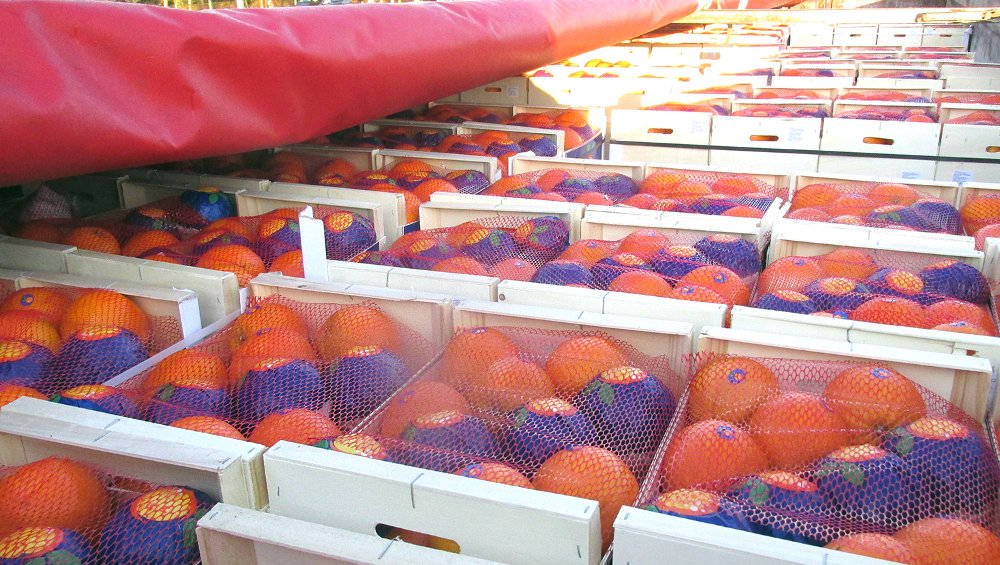 Заблудились: белорусские водители случайно завезли 20 тонн испанских апельсинов в Россию под видом торфа 1