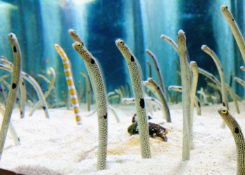 «Позвоните угрям по видеочату»: японский океанариум просит помощи у людей (ВИДЕО)