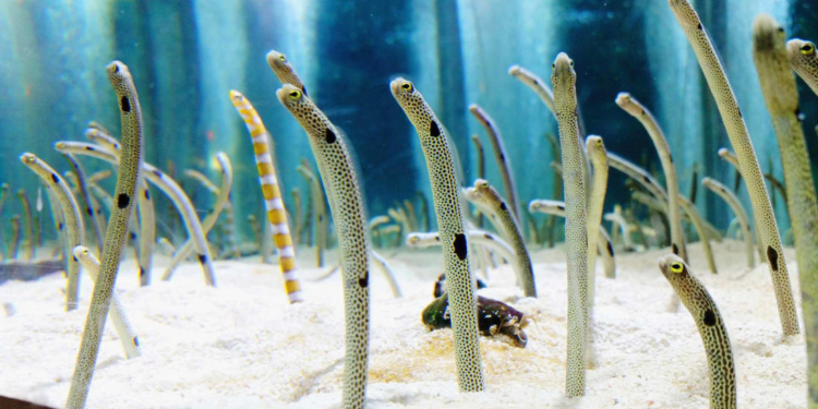 «Позвоните угрям по видеочату»: японский океанариум просит помощи у людей (ВИДЕО)