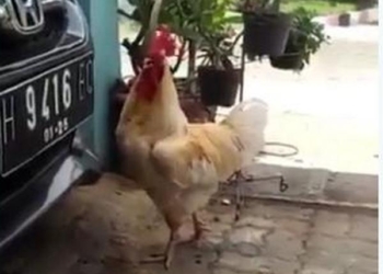 Когда выбора нет: петух вынужденно «заменил» куриц на… шлепанцы (ВИДЕО)