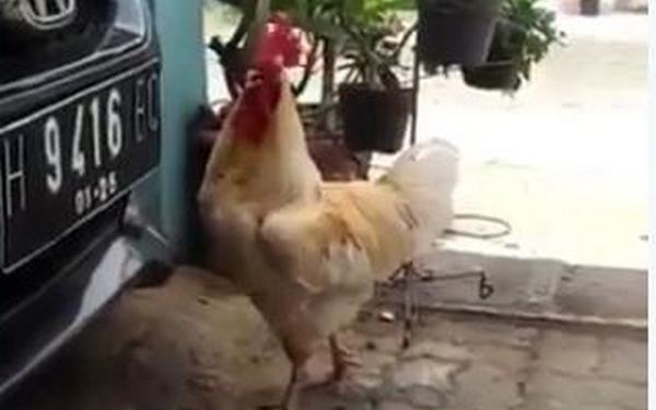 Когда выбора нет: петух вынужденно «заменил» куриц на… шлепанцы (ВИДЕО)