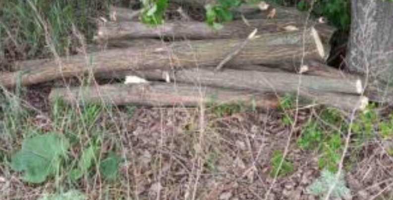 В Первомайском районе Николаевщины спилили 20 деревьев - нарушителей нашли 1