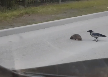 В Латвии ворона перевела ежика через дорогу (ВИДЕО)