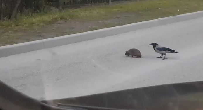 В Латвии ворона перевела ежика через дорогу (ВИДЕО)