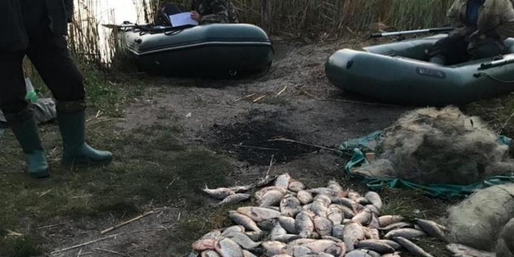 Николаевская Госэкоинспеция поймала браконьеров с более чем 200 карасями