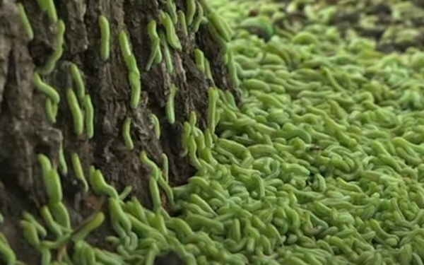 В Днепре один из парков атаковали гусеницы – парк могут закрыть из-за нашествия насекомых (ВИДЕО)