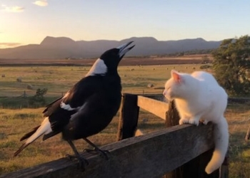 Сорока захотела стать петухом. И у нее получилось (ВИДЕО)