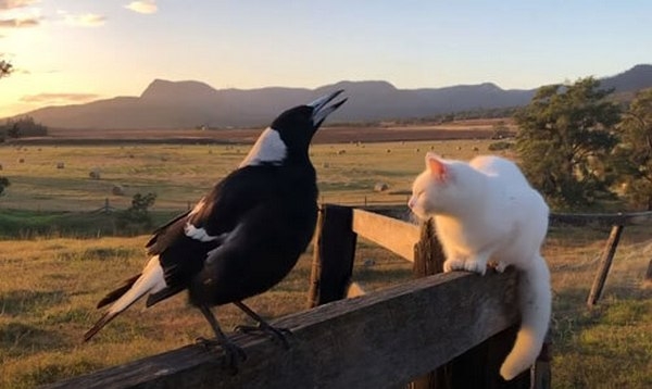 Сорока захотела стать петухом. И у нее получилось (ВИДЕО)