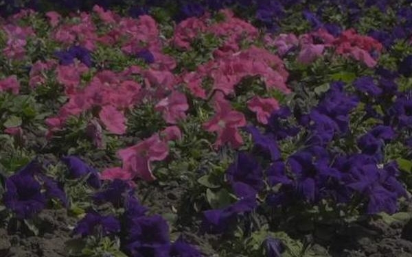 В Николаеве цветы высадили на 45 клумбах (ВИДЕО)