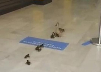 Интересно, что у них закончилось? В Испании мама-утка со своим выводком пришла в торговый центр (ВИДЕО)