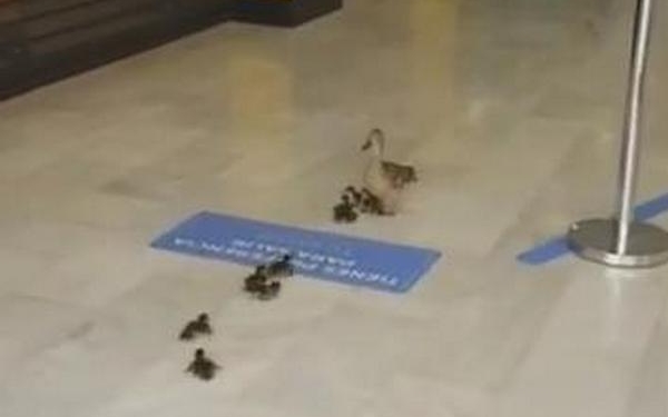 Интересно, что у них закончилось? В Испании мама-утка со своим выводком пришла в торговый центр (ВИДЕО)