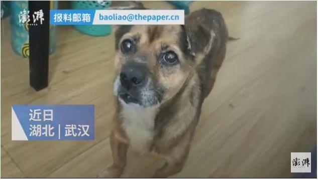 Хатико из Уханя: пес три месяца ждал умершего от Covid-19 хозяина (ВИДЕО)