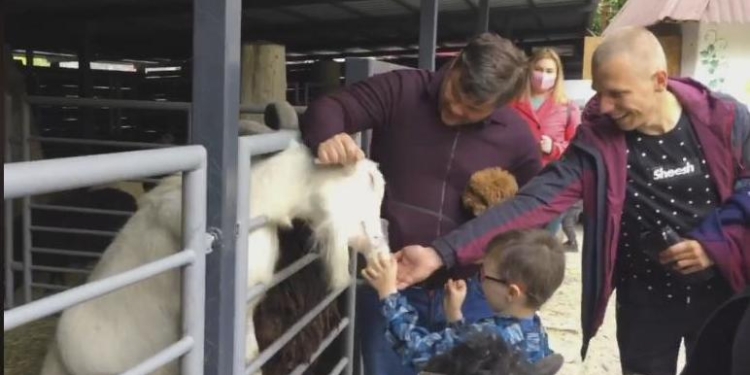 Экс-глава ОП Богдан оттаскал козла за рога – в отношении него инициируют дело по статье за жестокое обращение с животными (ВИДЕО)