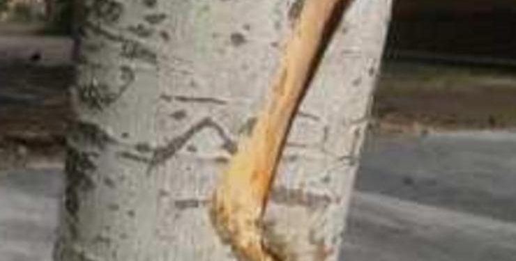 При укладке плитки на ул.Карпенко в Николаеве повредили 19 деревьев