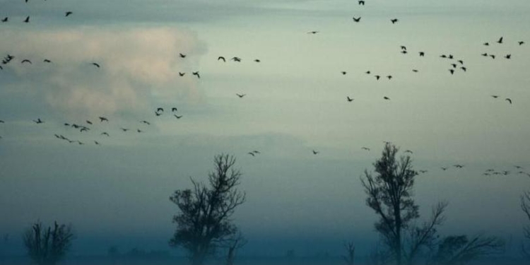 ЕС к 2030 году планирует остановить массовое вымирание флоры и фауны