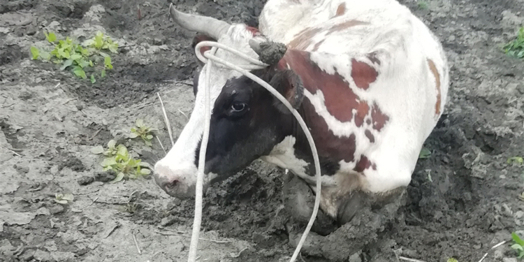 Спасатели Николаевщины вызволили буренку из болотного плена (ФОТО)