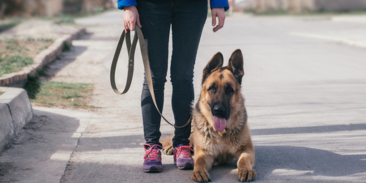 В Испании жертвы гендерного насилия проходят «собачью терапию»