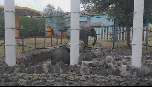 Водные процедуры – обязательны: в Николаевском зоопарке показали, как купаются слоны (ВИДЕО) 1