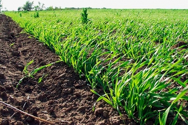 Дефицит осадков и заморозки в апреле «ударили» по посевам ячменя, гороха и сахарной свеклы - НААН 1