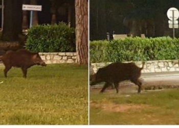 «Природа настолько очистилась…»: по главной набережной Канн вместо селебритис гулял кабан (ВИДЕО)