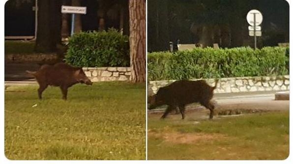 «Природа настолько очистилась…»: по главной набережной Канн вместо селебритис гулял кабан (ВИДЕО)