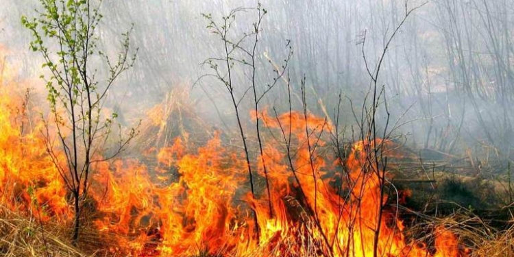 У села Ольшанское сгорело 1,5 га сухостоя