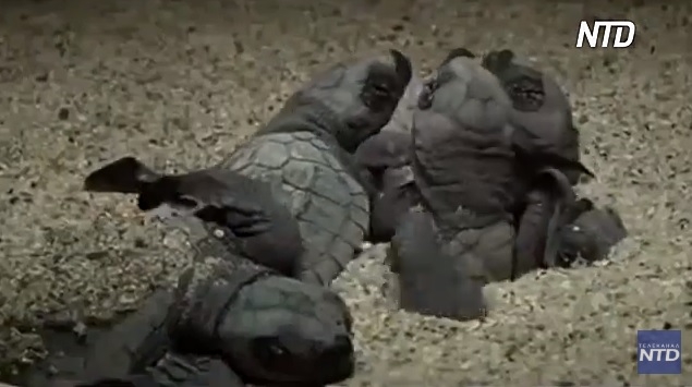 Миллионы оливковых черепах вылупились на безлюдных пляжах Индии (ВИДЕО)