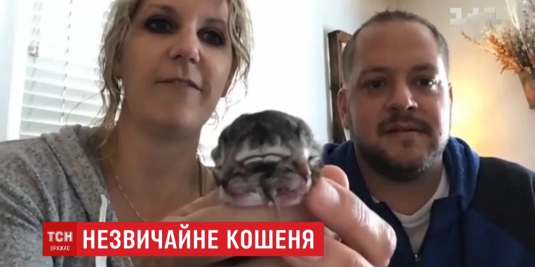 В США родился котенок с двумя мордочками – назвали Бисквитом (ВИДЕО)