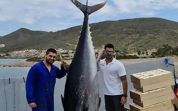 Испанские рыбаки выловили 305-килограммового тунца (ФОТО, ВИДЕО)