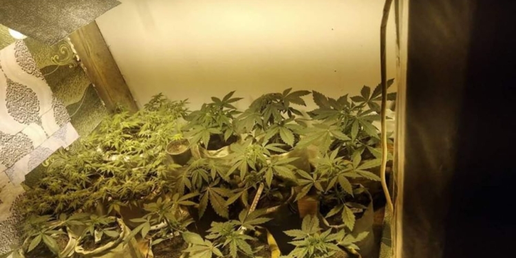 Житель Вознесенского района получил 5 лет тюрьмы за выращивание и хранение конопли (ФОТО)