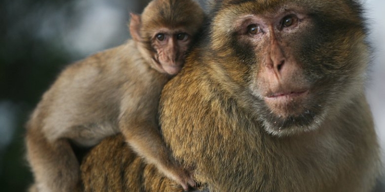 Чтобы обезопасить животных: власти Гибралтара запретят трогать маготов из-за коронавируса