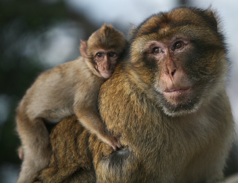 Чтобы обезопасить животных: власти Гибралтара запретят трогать маготов из-за коронавируса 1