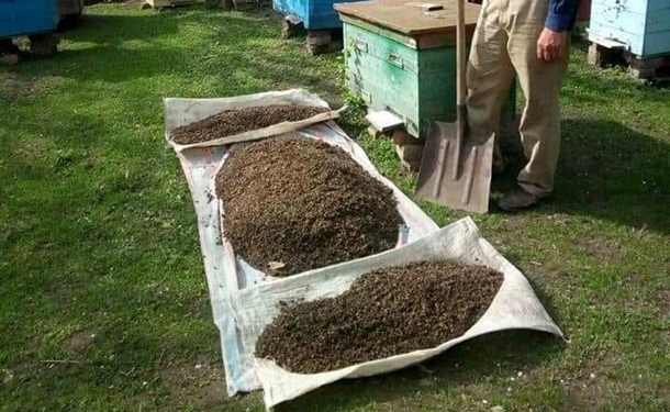 В Запорожской области массово гибнут пчелы