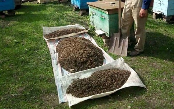 В Запорожской области массово гибнут пчелы 1