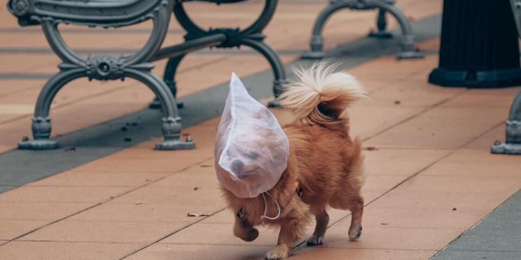 Пес с пакетом на голове стал международным символом карантина