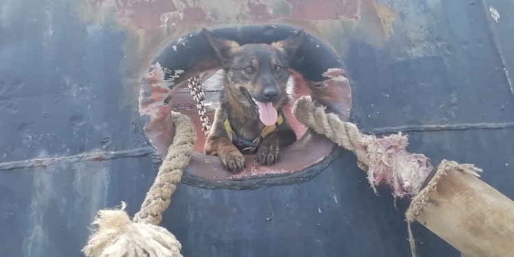 Собака Джесси, которая побывала в плену РФ, вернулась на “Яны Капу” (ФОТО)