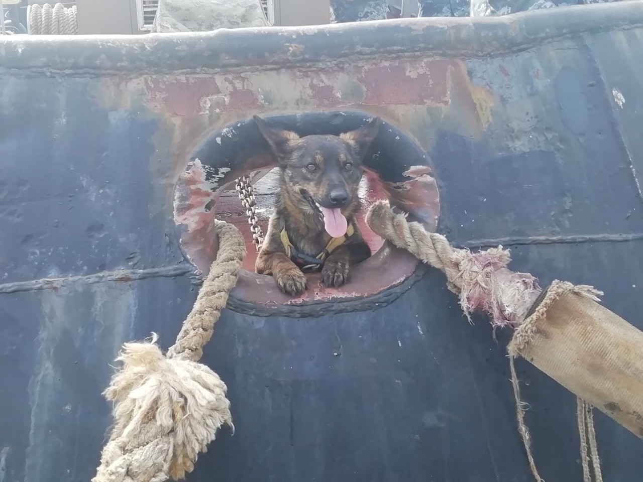 Собака Джесси, которая побывала в плену РФ, вернулась на “Яны Капу” (ФОТО)