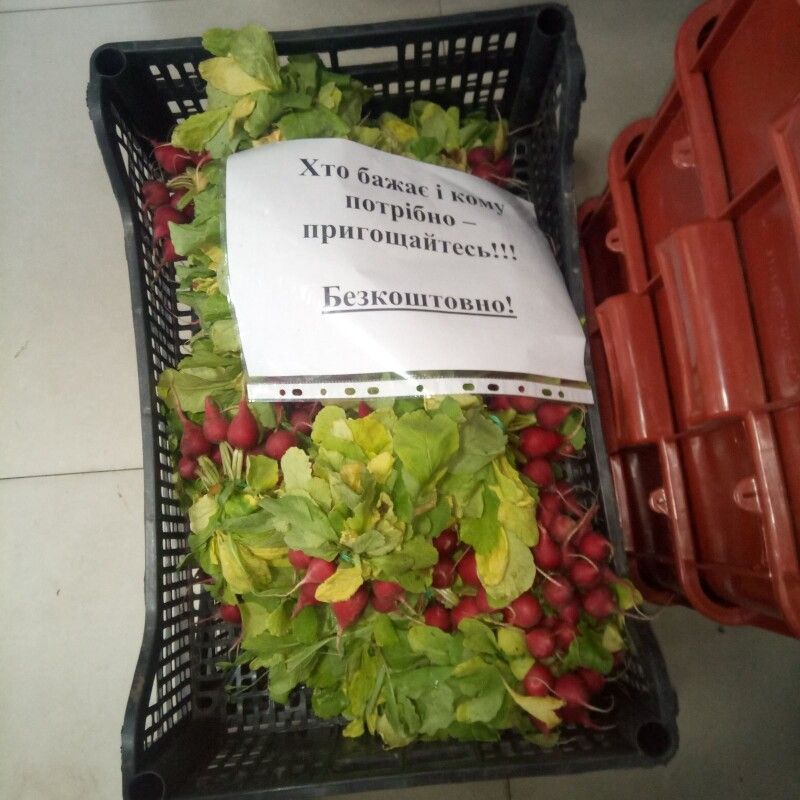 Вынужденная благотворительность. Украинские фермеры раздают ранние овощи бесплатно (ФОТО) 1