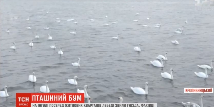 Карантин. В Кропивницком на Ингуле гнездятся лебеди (ВИДЕО)