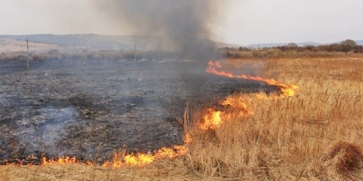 Скандал! Поджигателями травы под Киевом оказались нацгвардейцы (ФОТО, ВИДЕО)