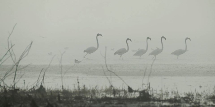 ОБНОВЛЕНО. На Николаевщине орнитологи заметили розовых фламинго (ФОТО)